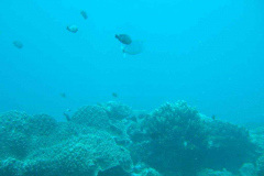 Tauchen_-27-